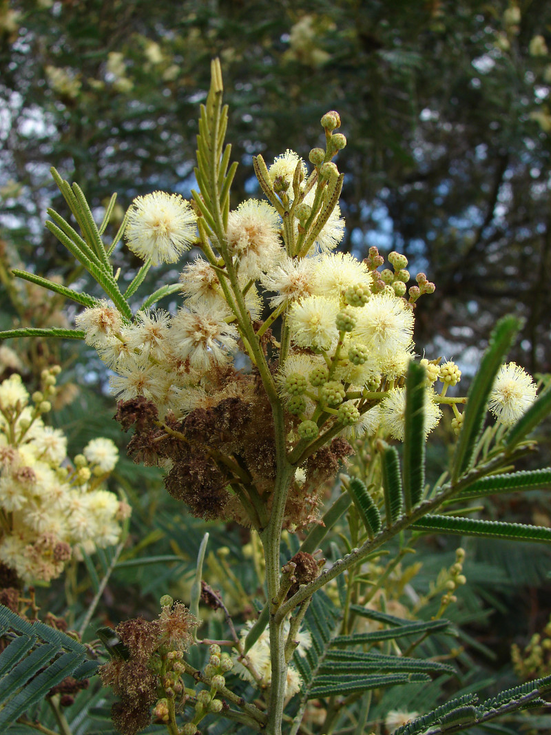 acacia_mearnsii.jpg