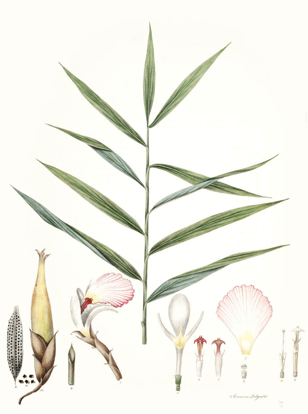 aframomum_melegueta.jpg