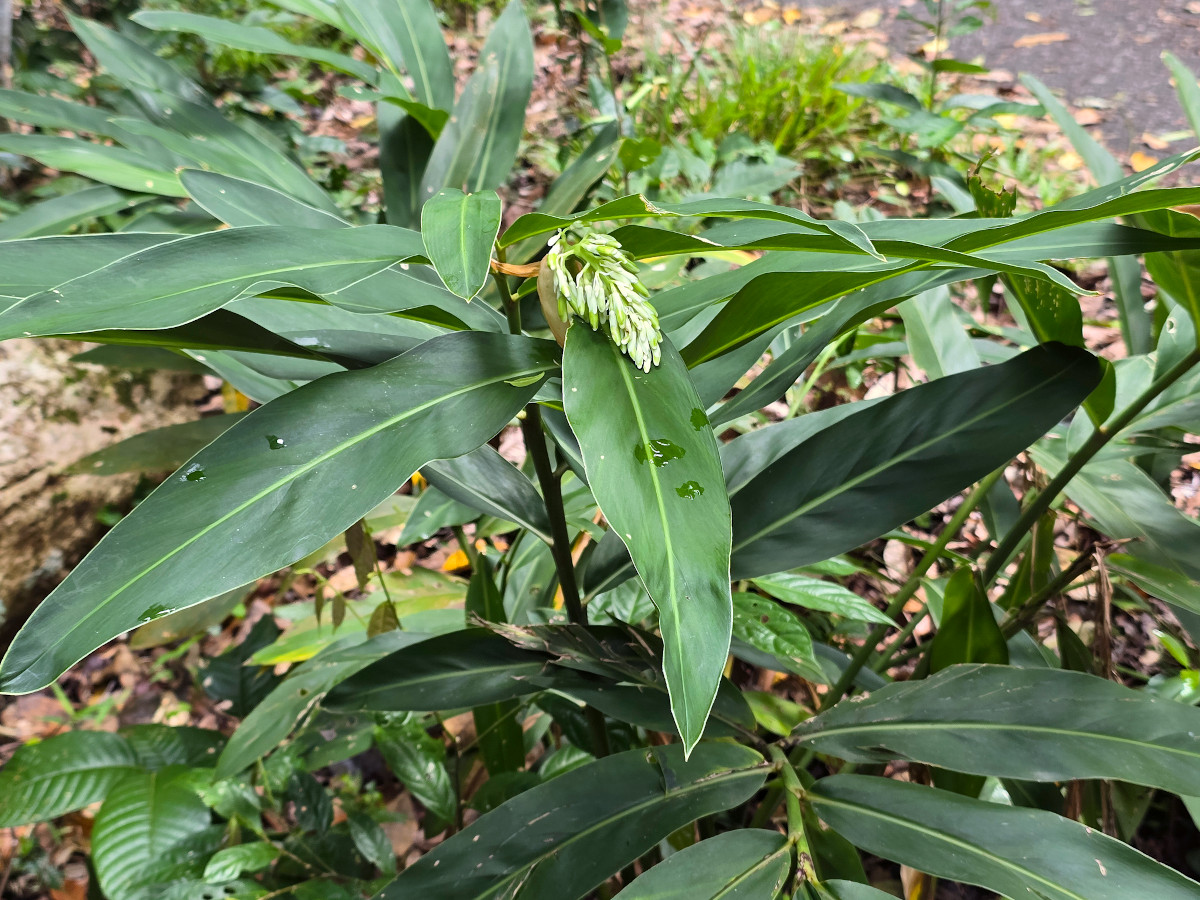 Alpinia galanga