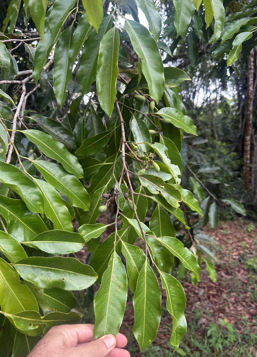 Aniba canelilla
