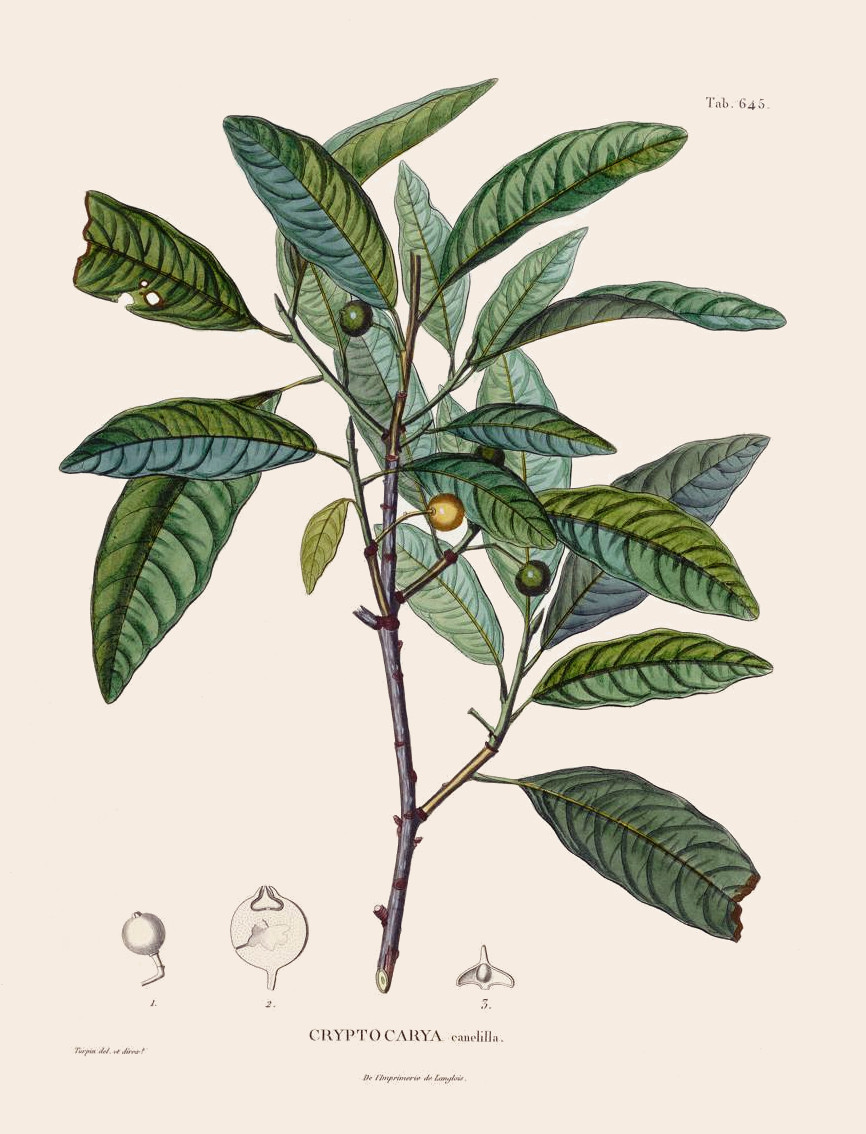 Aniba canelilla