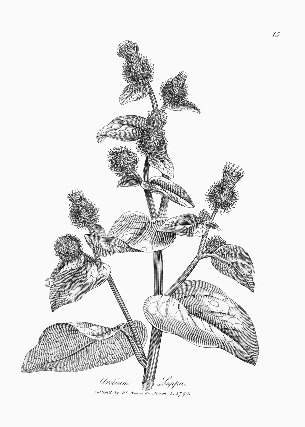 arctium_lappa.jpg