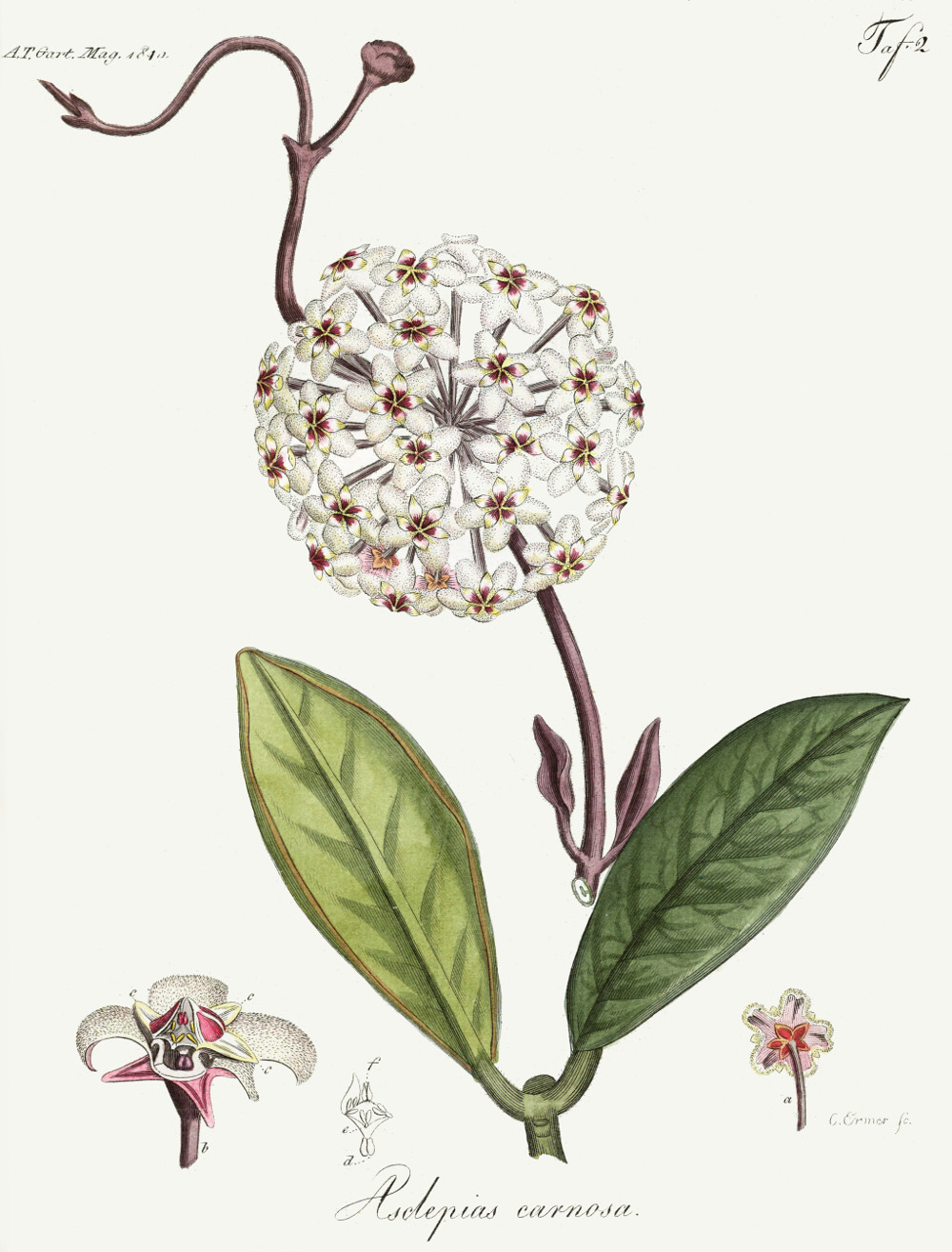 asclepias_carnosa.jpg