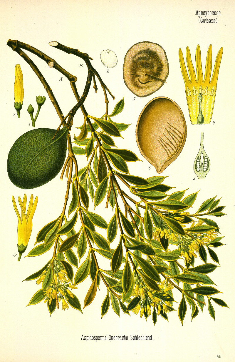 aspidosperma_q.jpg