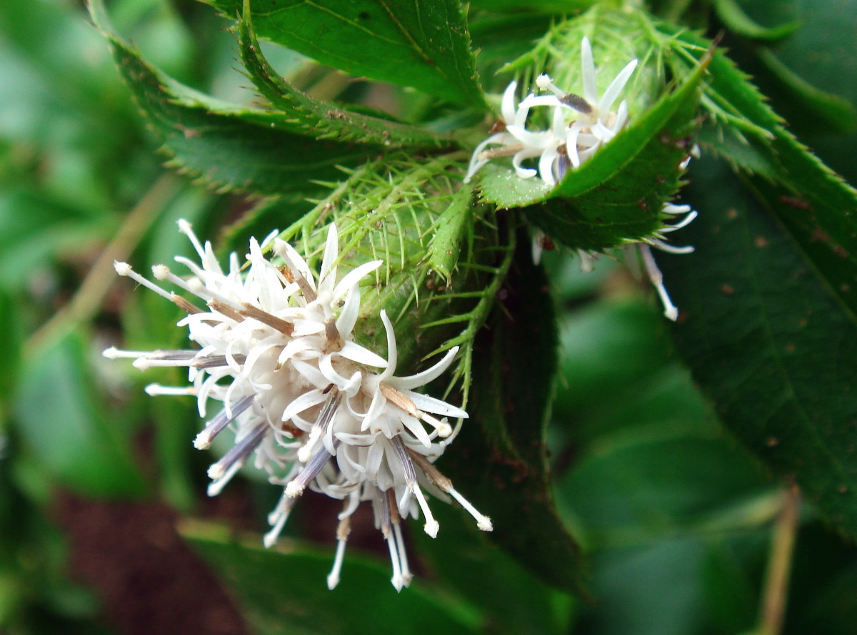 atractylodes_japonica.jpg