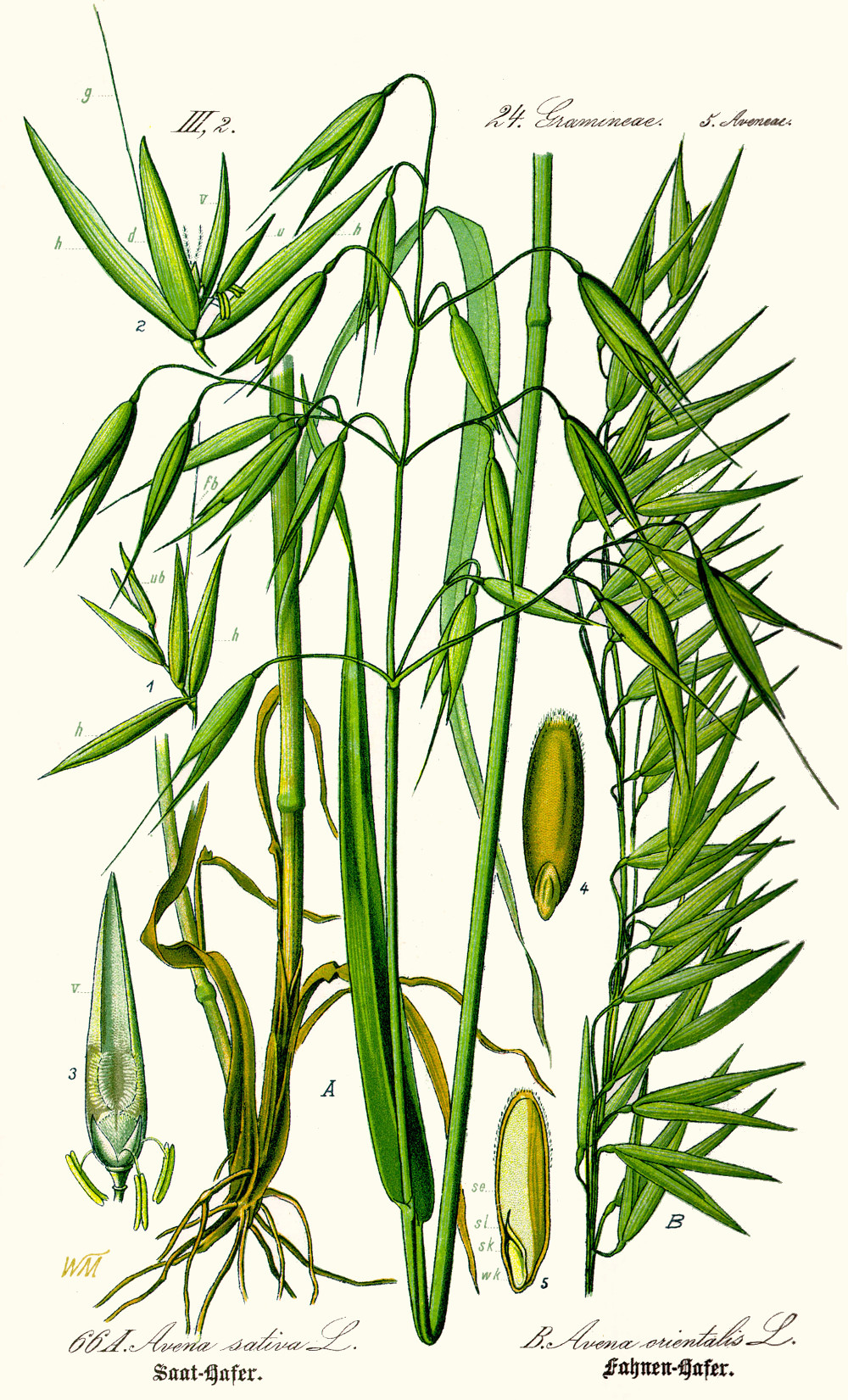 avena_sativa.jpg