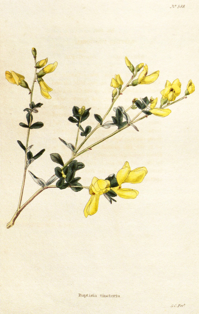 baptisia_tinctoria.jpg
