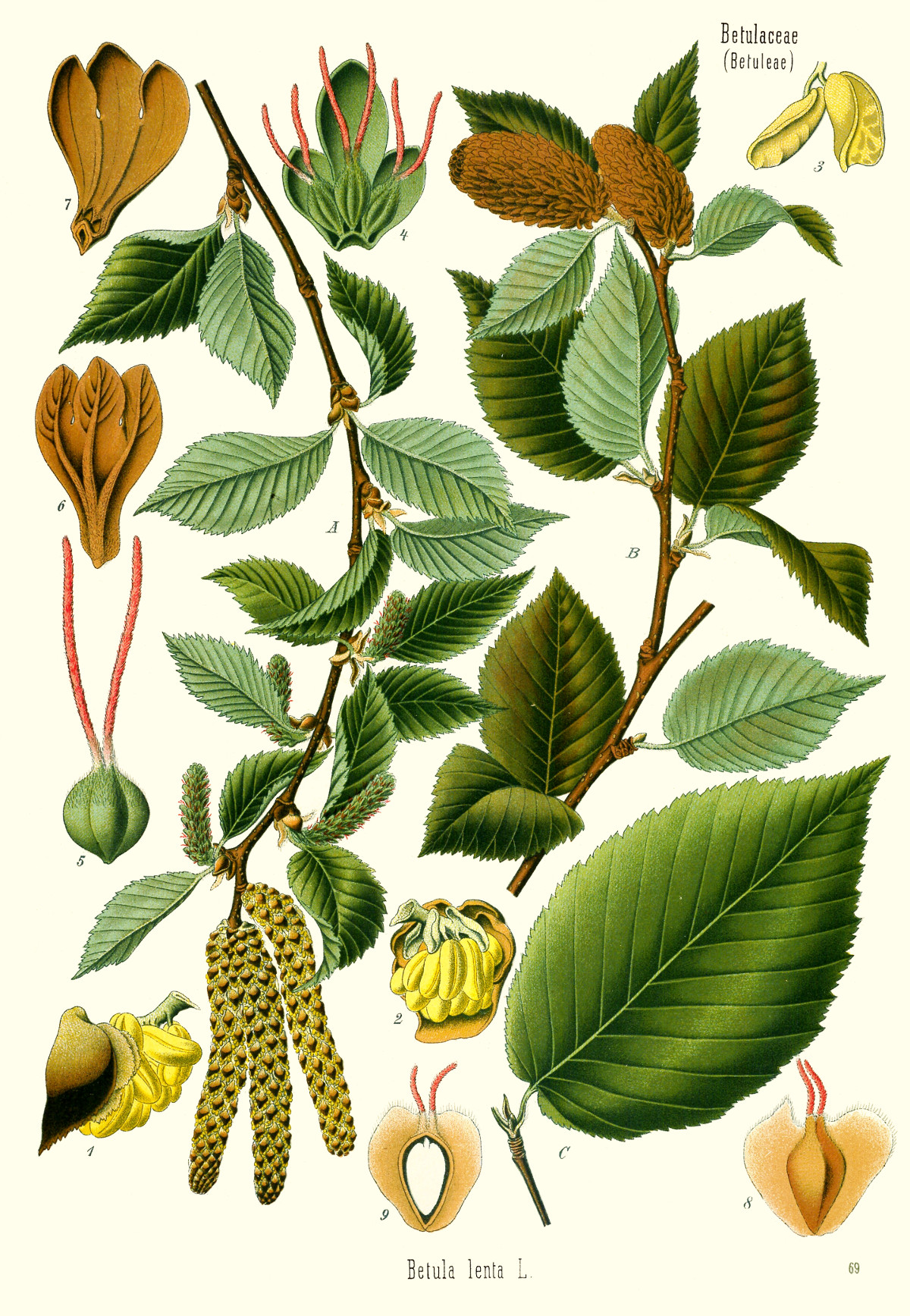 betula_lenta.jpg