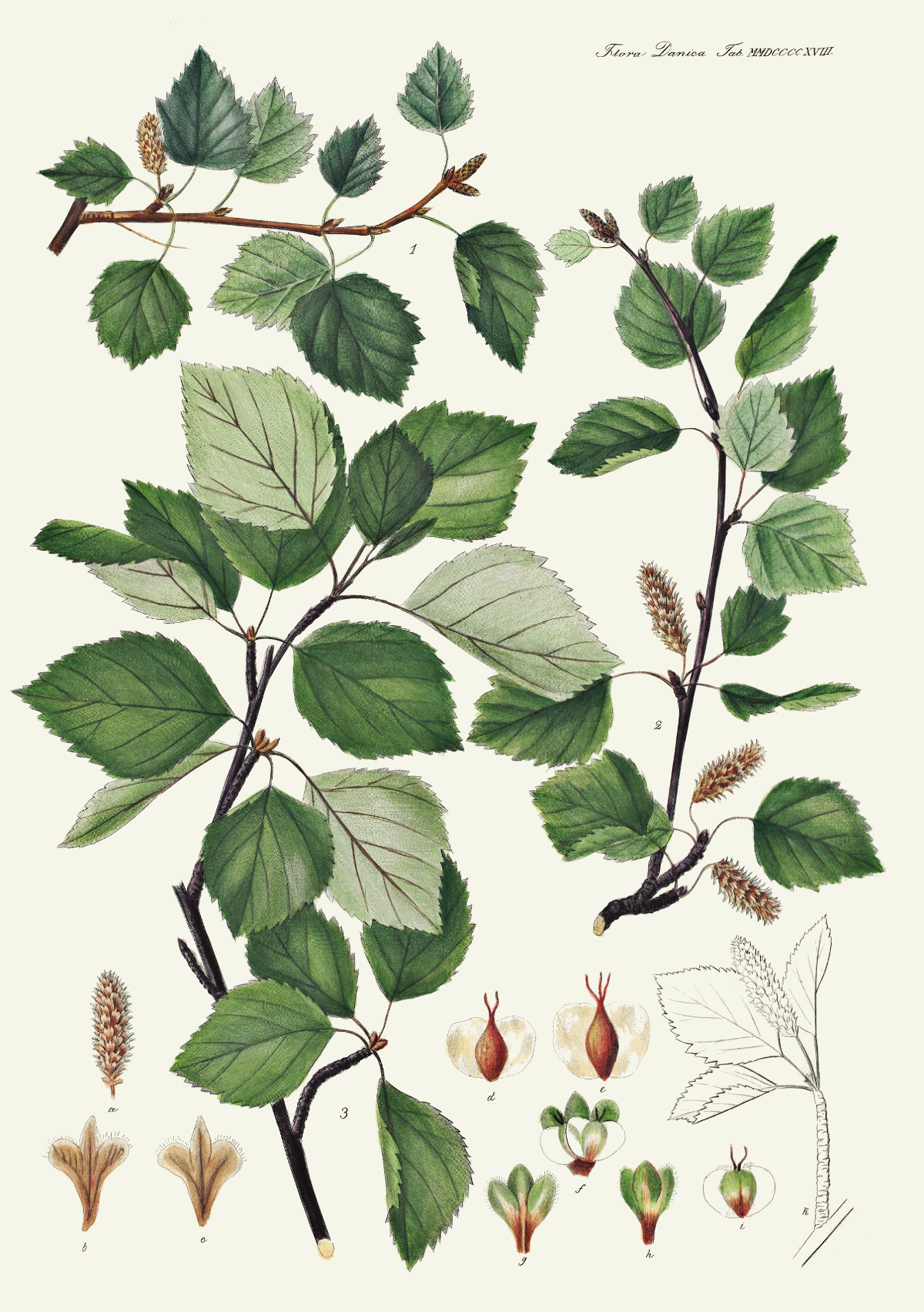 betula_pubescens.jpg