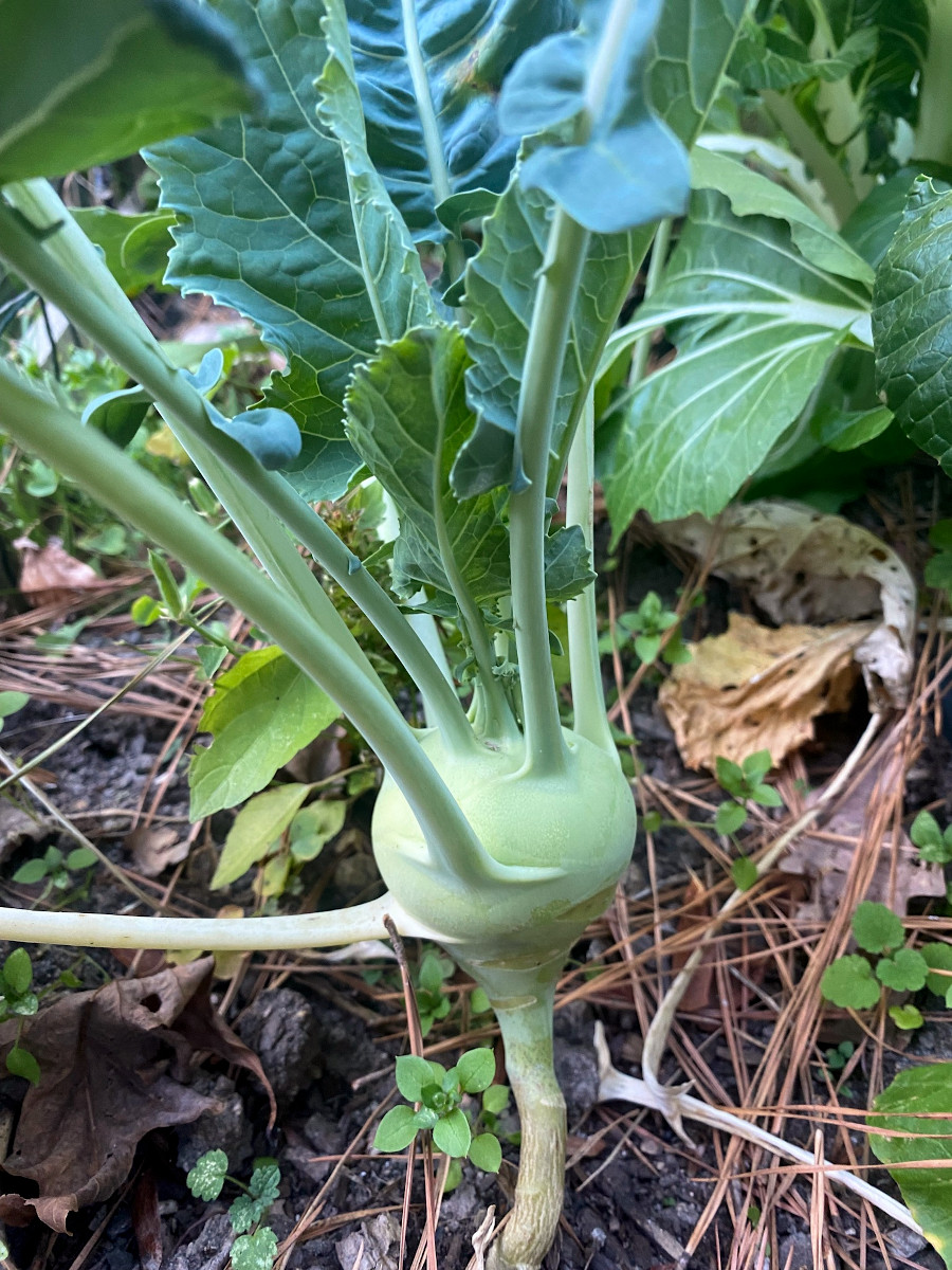 Brassica oleracea var. gongylodes
