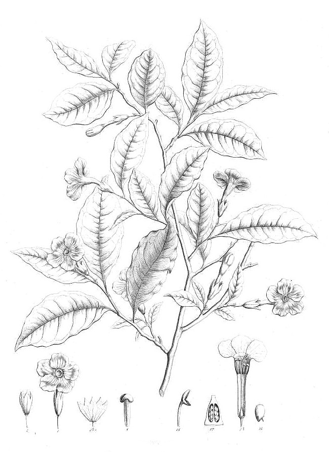 brunfelsia_h.jpg