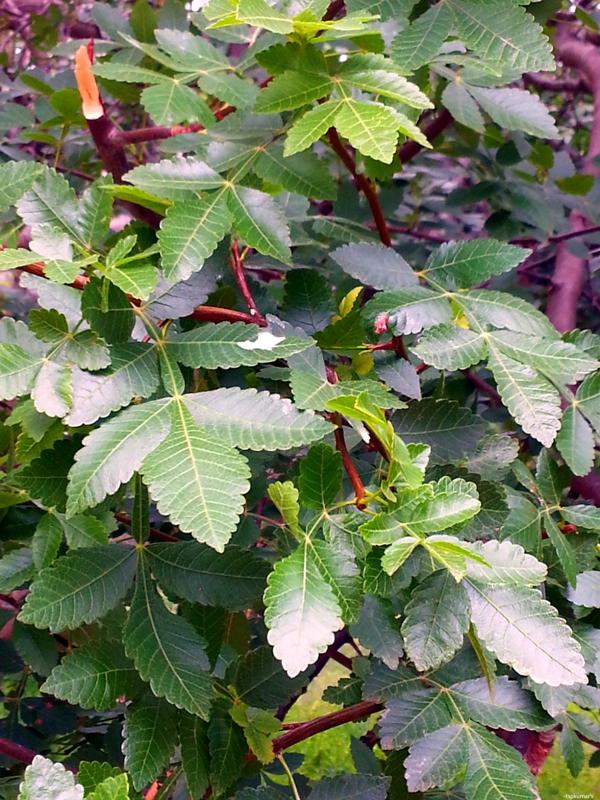 bursera_delpechiana_eefloraindia.jpg
