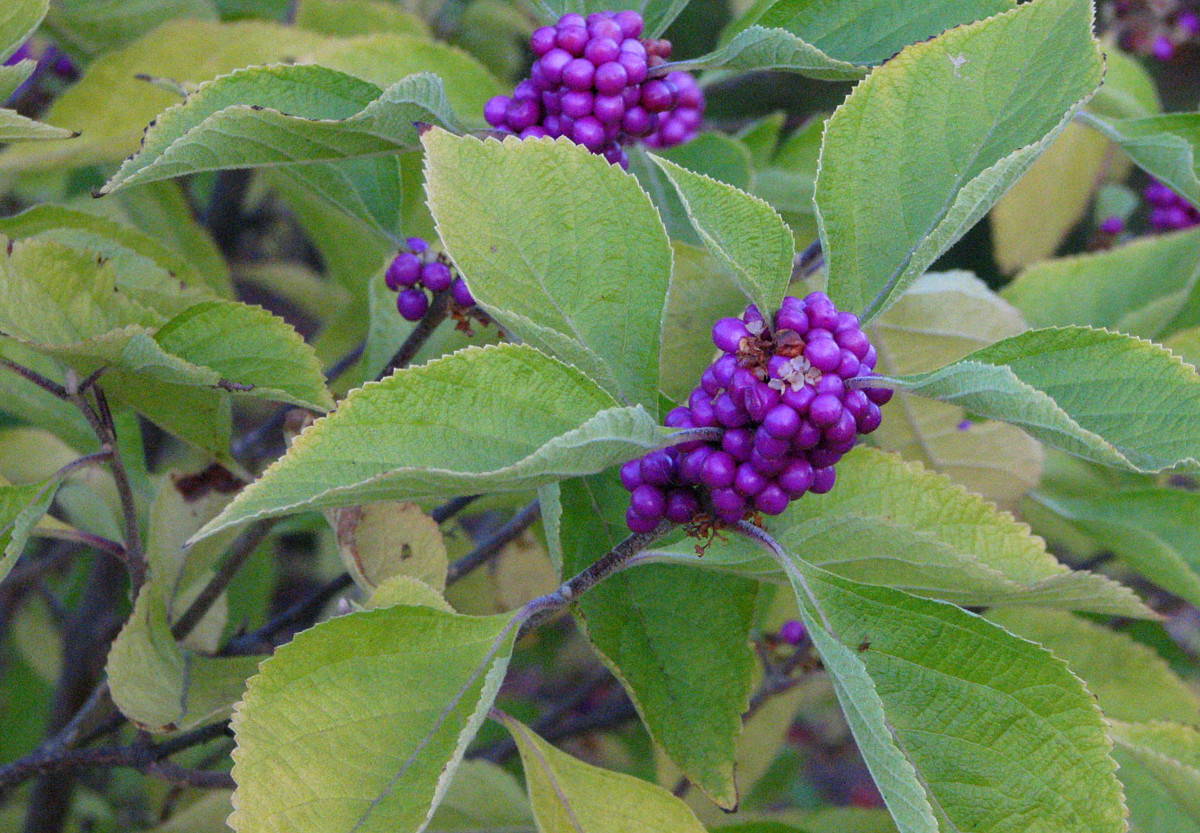 callicarpa_americana.jpg
