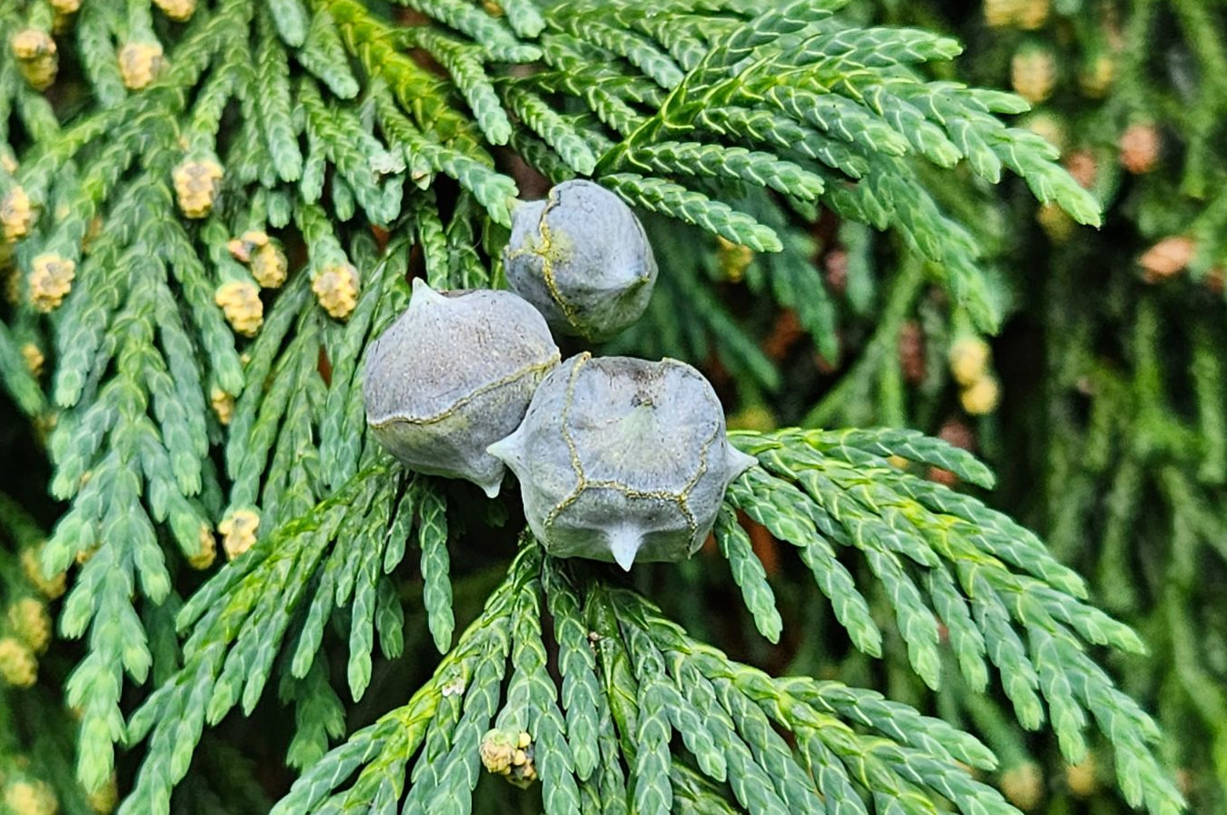 callitropsis-nootkatensis-1.jpg