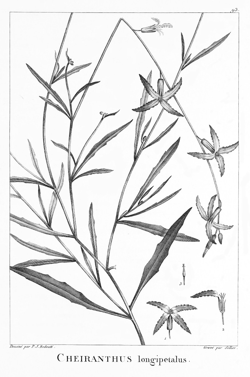 cheiranthus_longipetalus.jpg