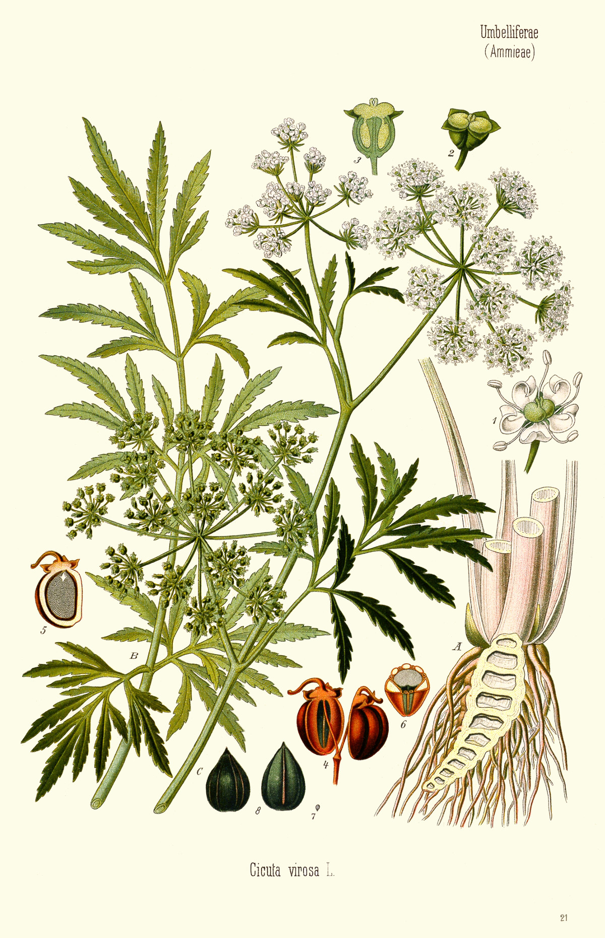 cicuta_virosa.jpg