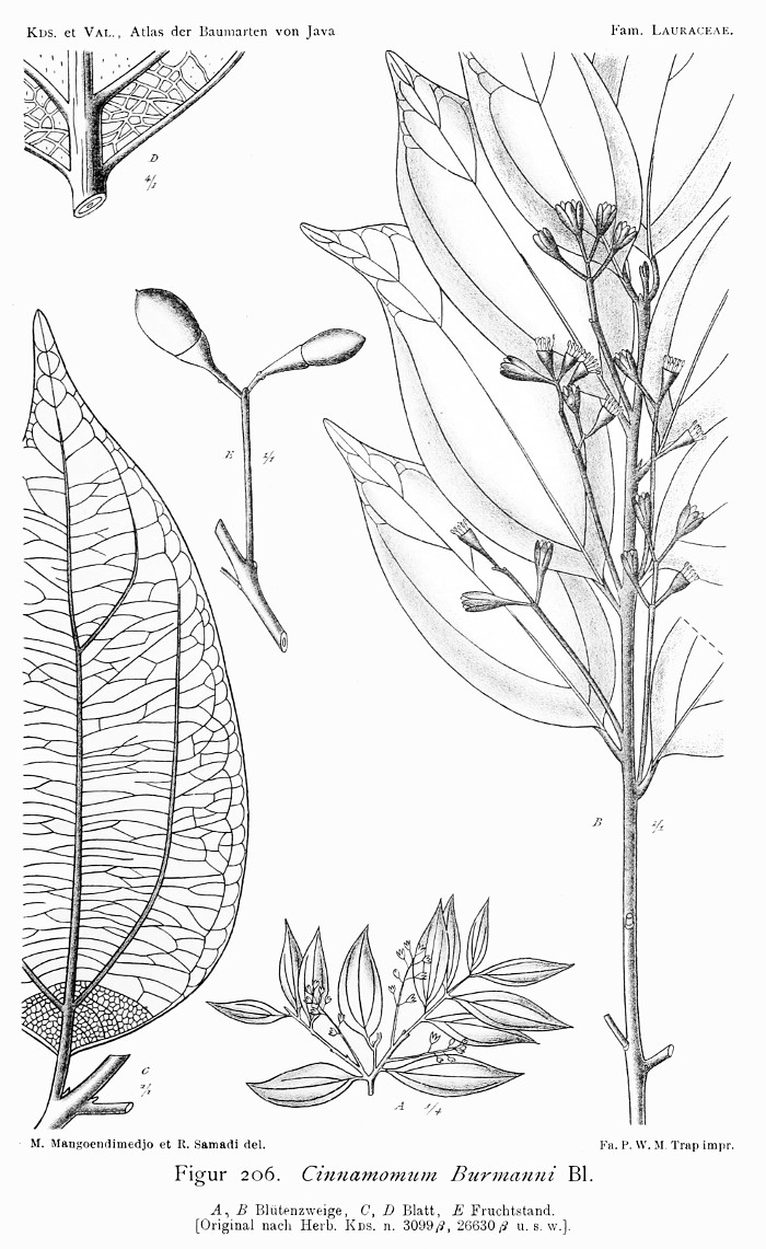 cinnamomum_burmannii.jpg