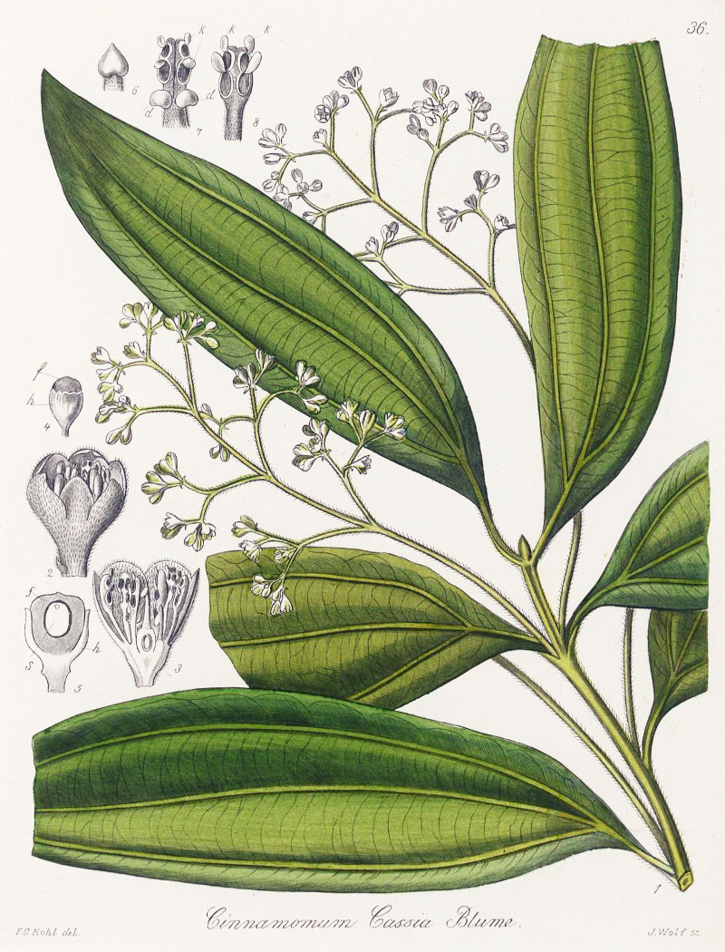cinnamomum_cassia.jpg