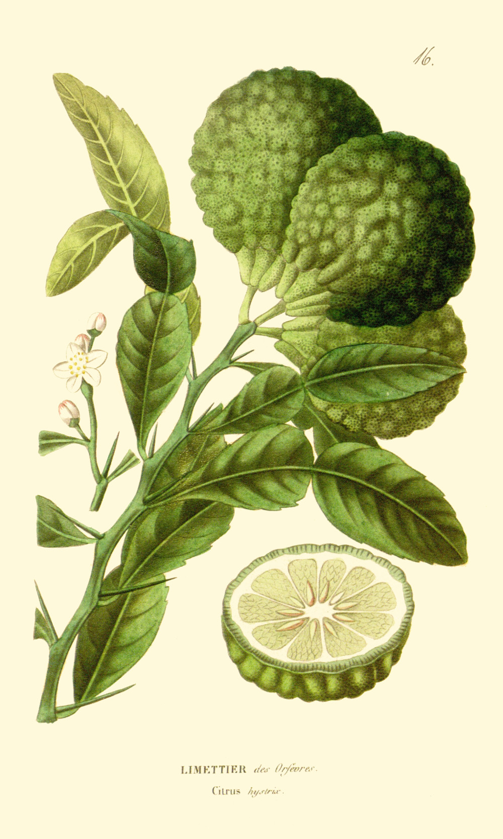 citrus_hystrix.jpg