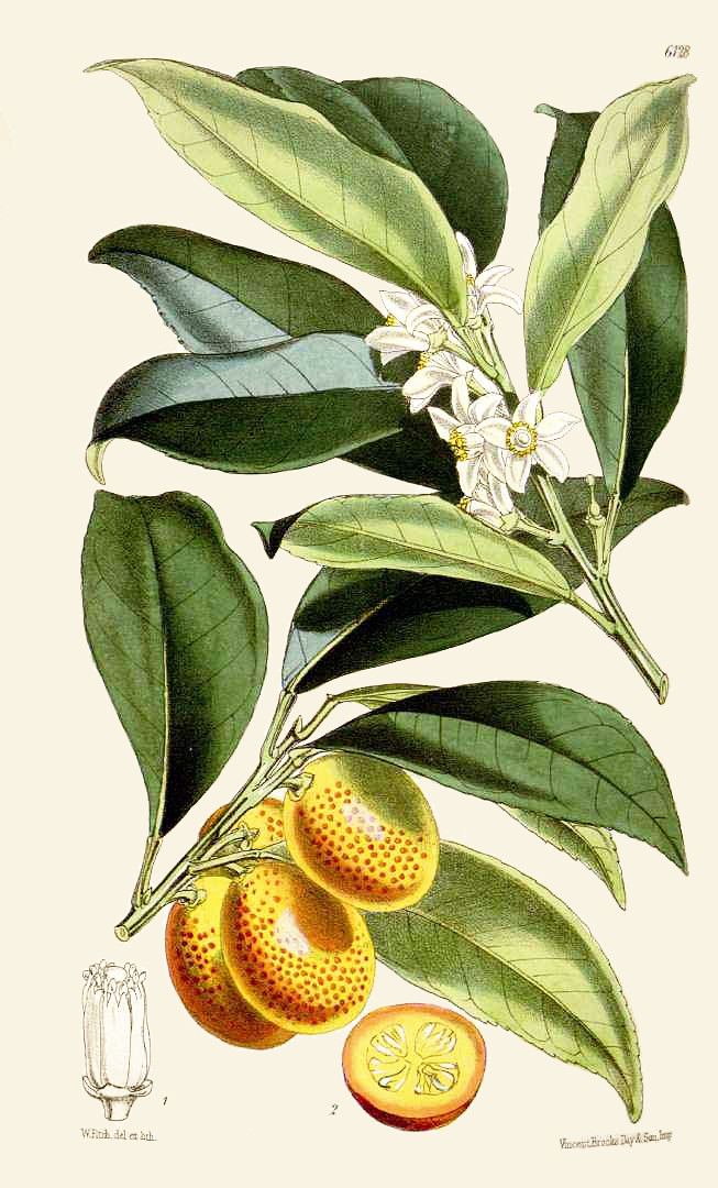 citrus_japonicacbm.jpg