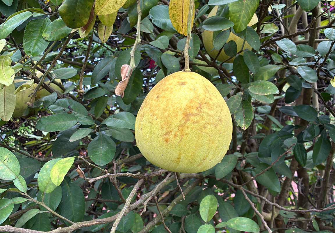 Citrus maxima