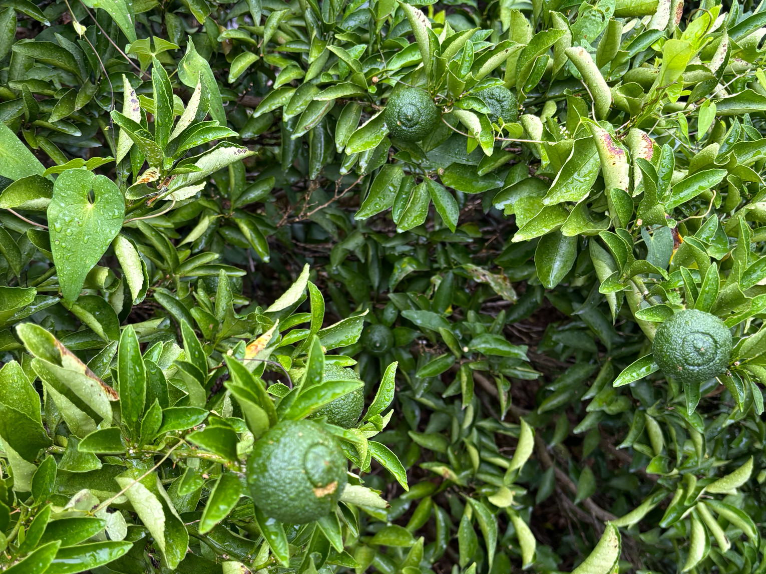 Citrus sphaerocarpa