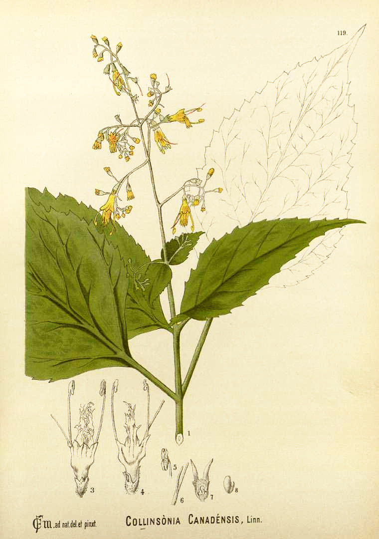 collinsonia_can.jpg