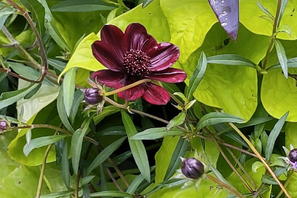 Cosmos atrosanguineus