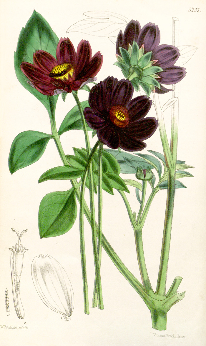 cosmos_atrosanguineus.jpg
