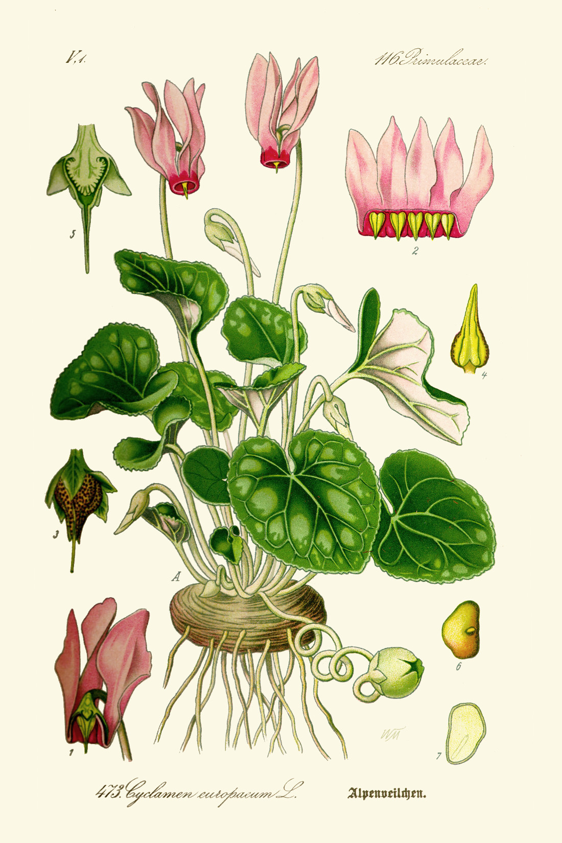 cyclamen_europaeum.jpg
