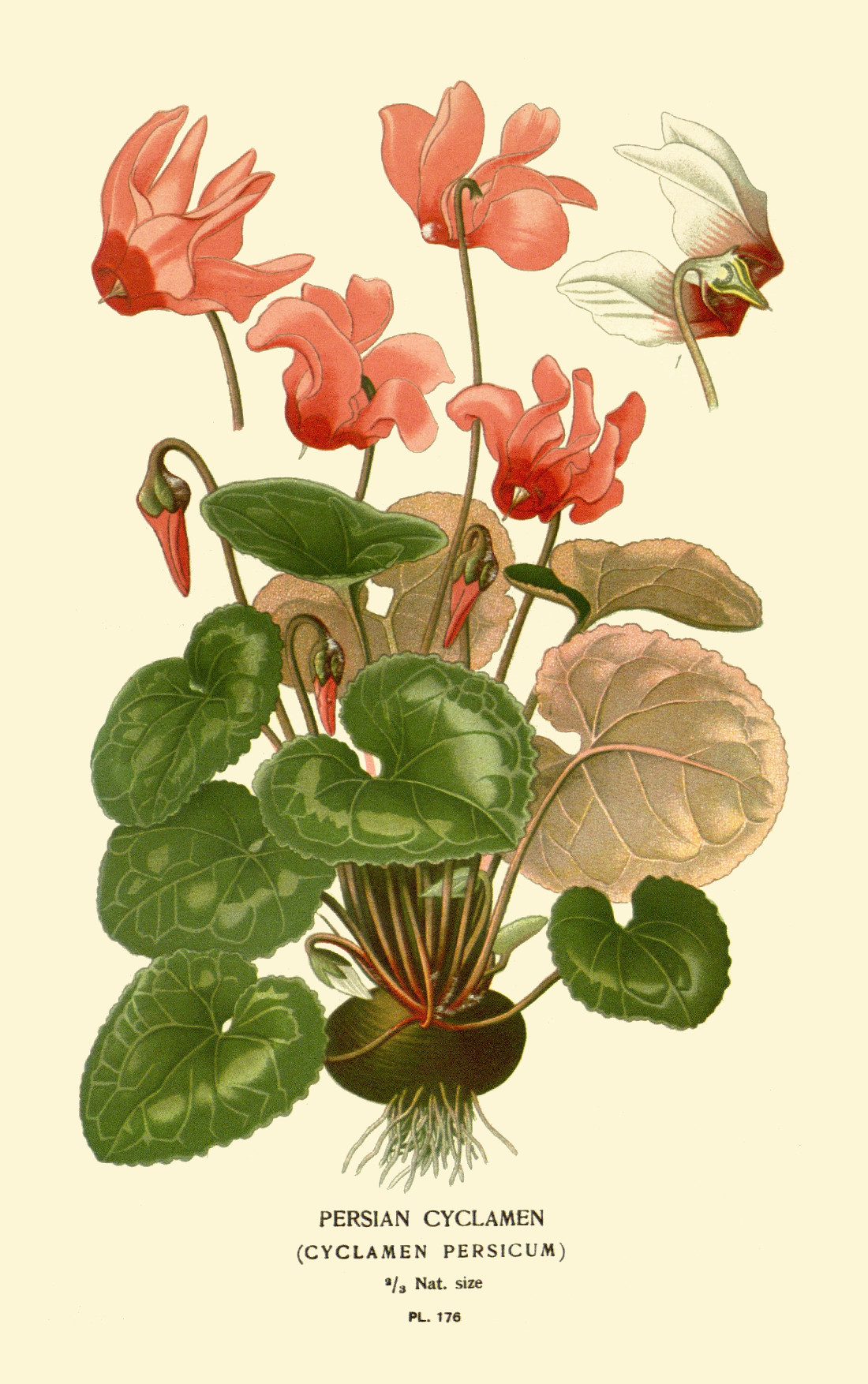 cyclamen_persicum.jpg