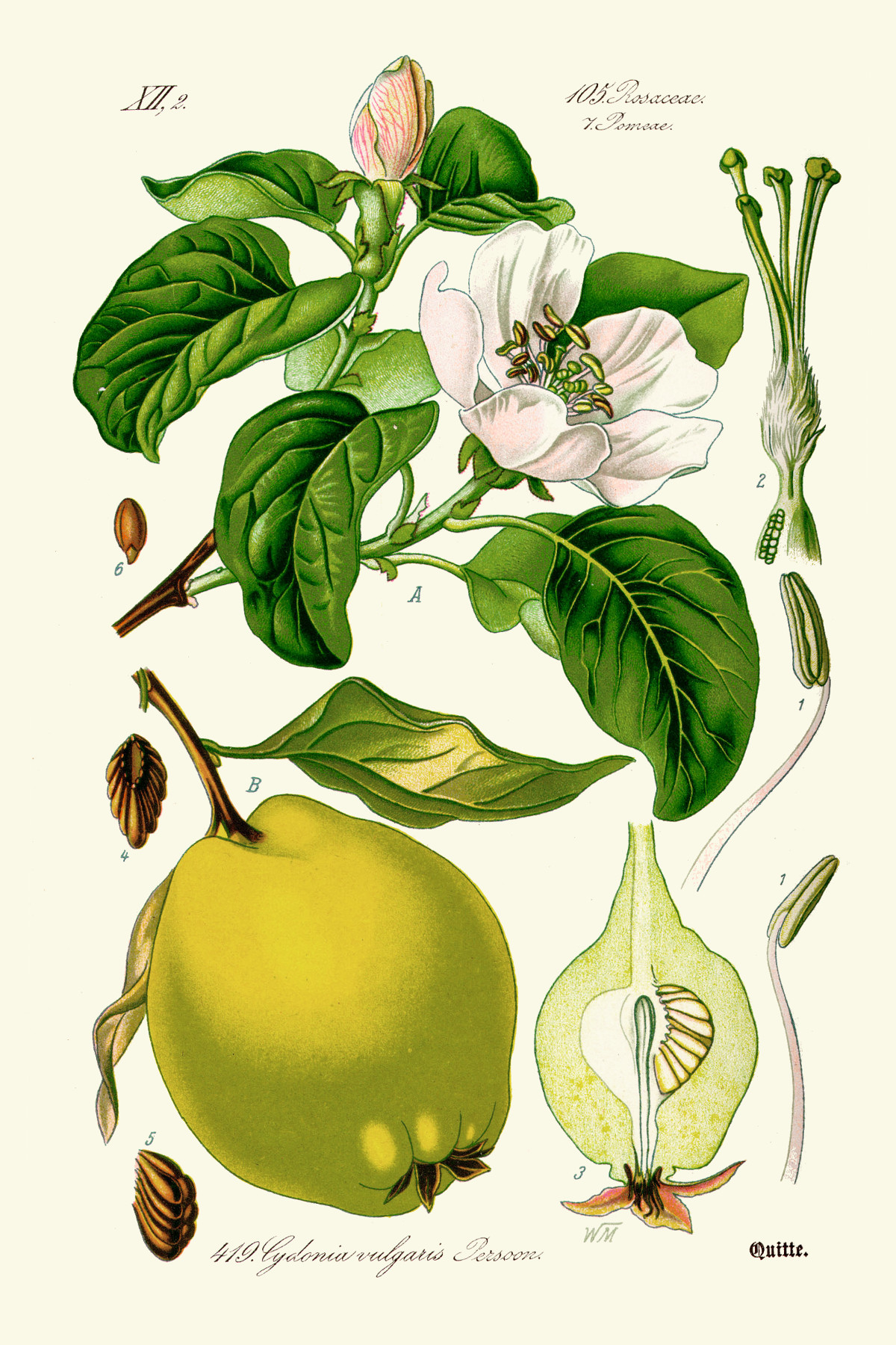 cydonia_vulgaris.jpg
