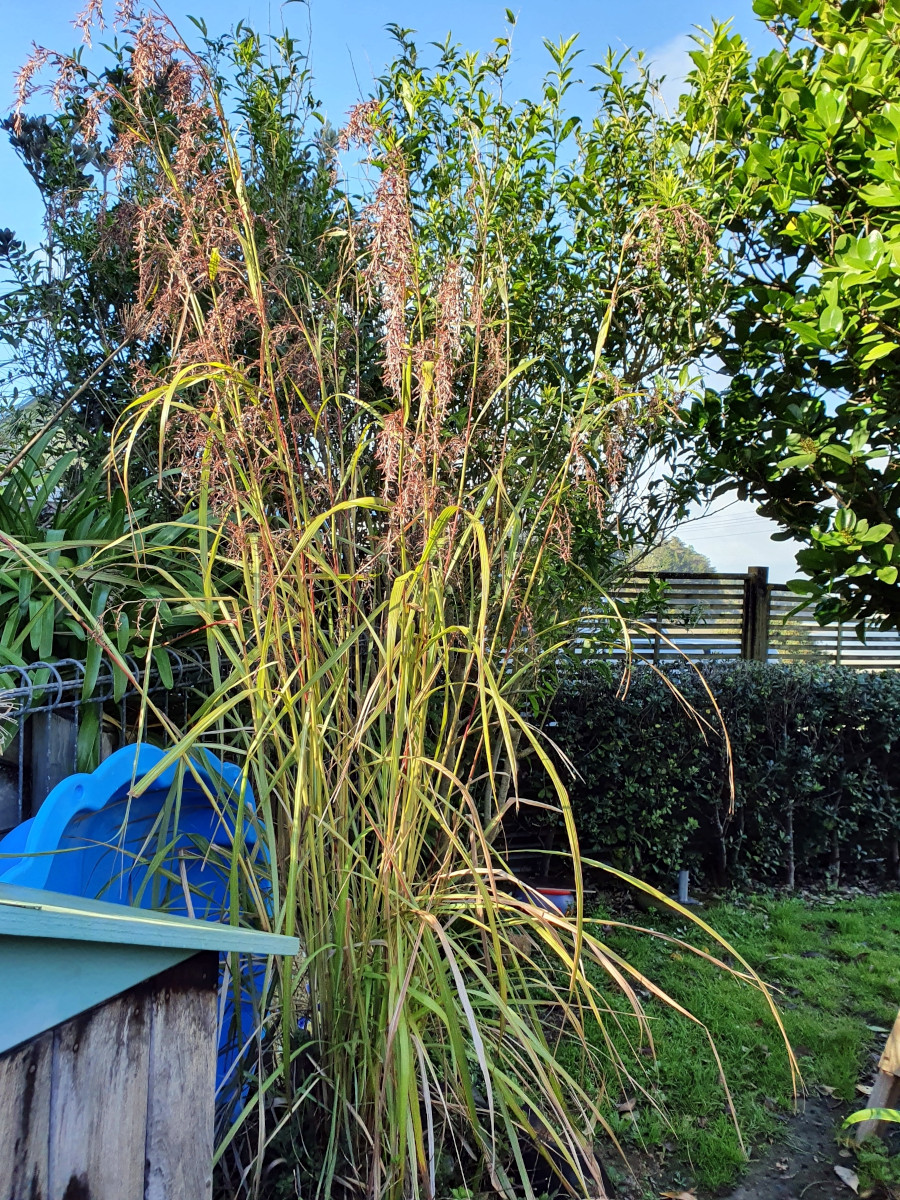 Cymbopogon citratus