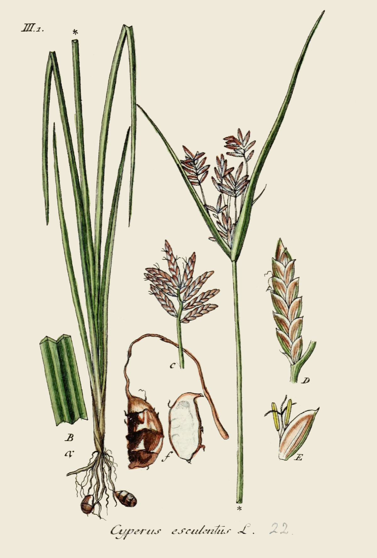 cyperus_esculentus.jpg