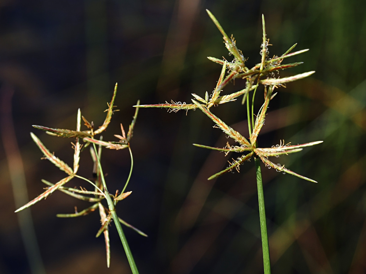Cyperus scariosus
