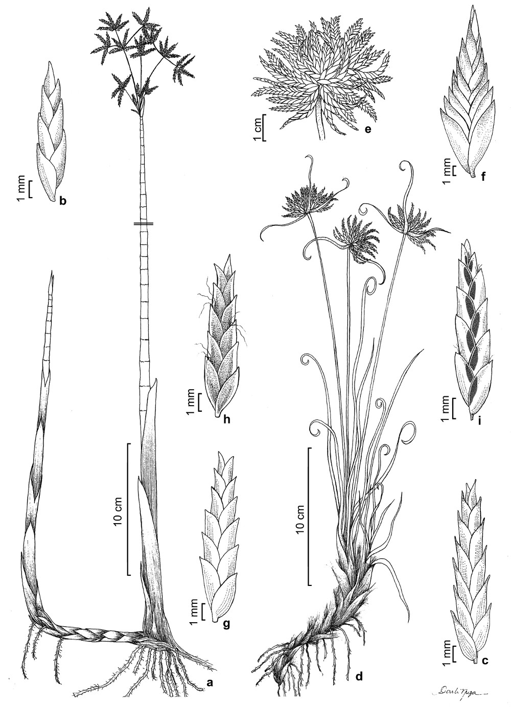 cyperus_spec.jpg
