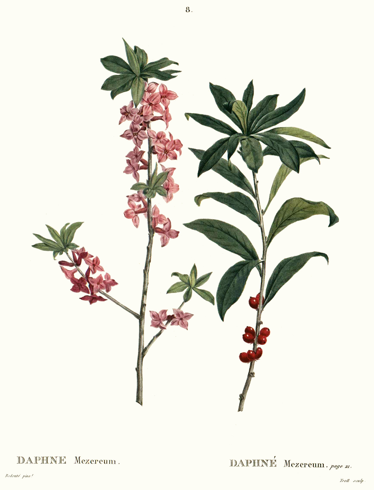 daphne_mezereum.jpg