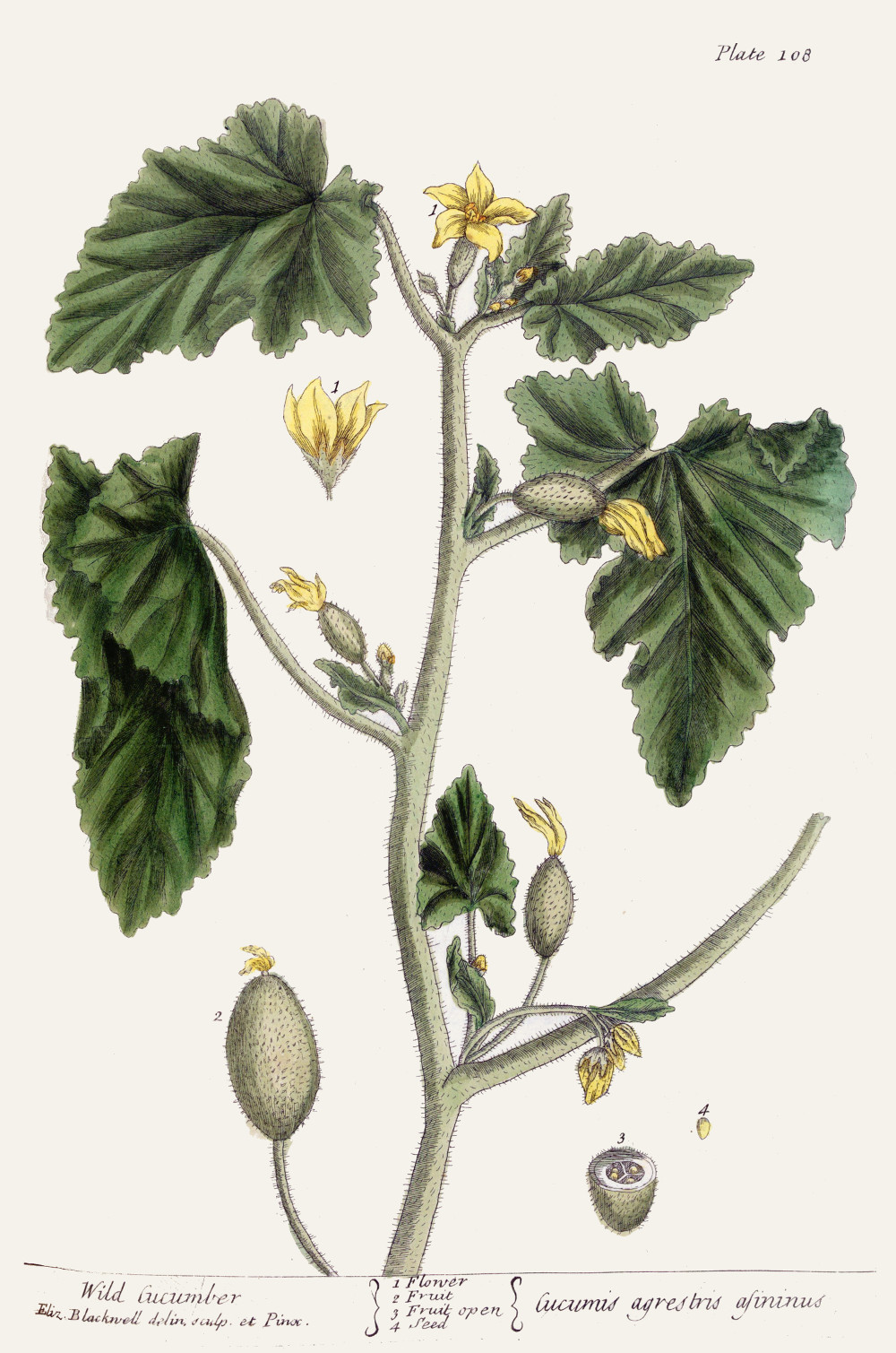 ecballium_elaterium.jpg