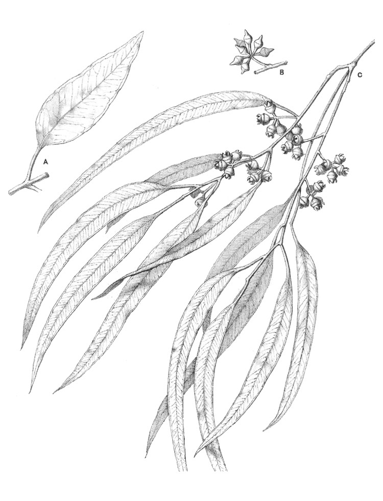 eucalyptus_calmodulensis.jpg