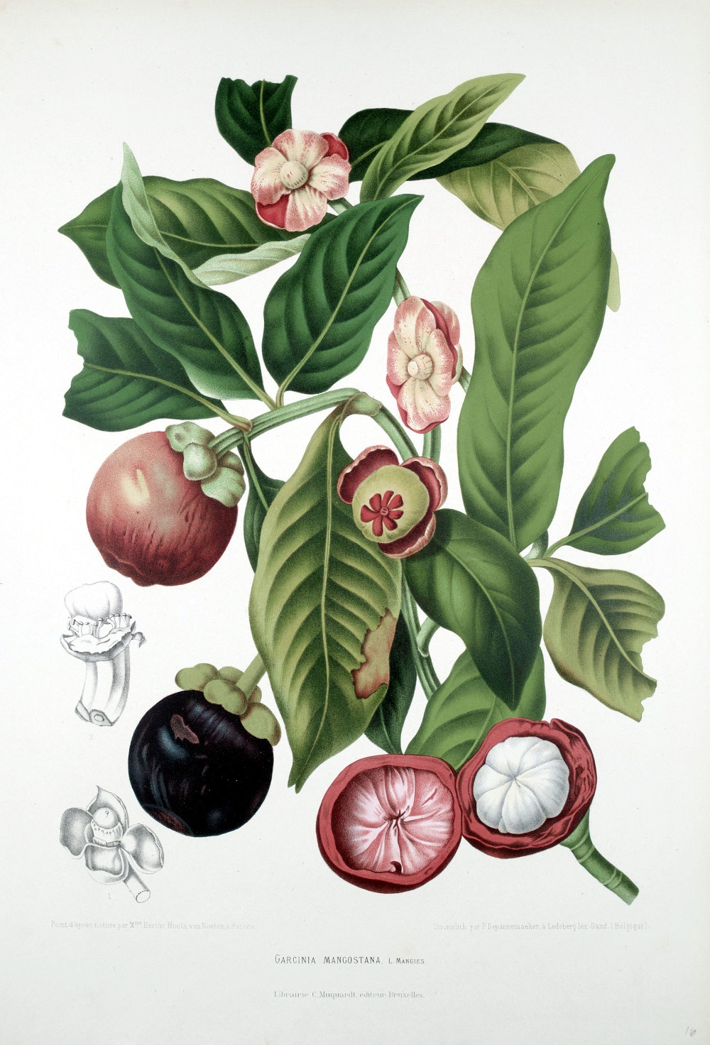 garcinia_mangostana.jpg
