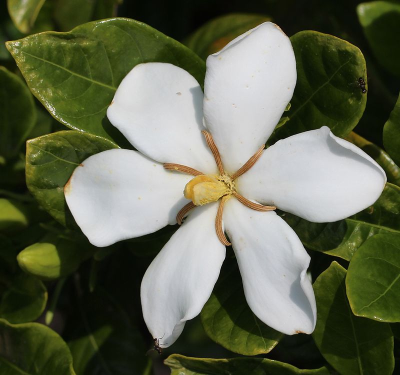 gardenia_jasminoides_simple.jpg