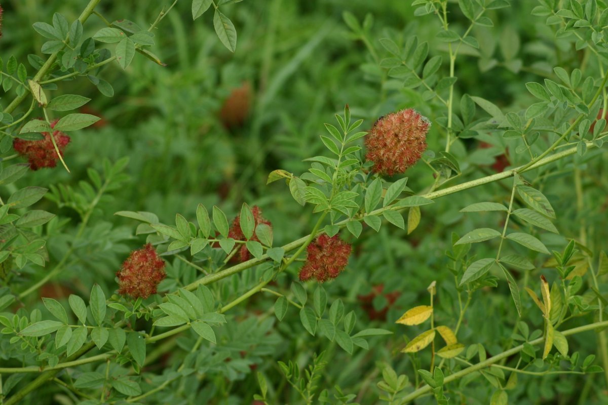 glycyrrhiza_echinata2.jpg