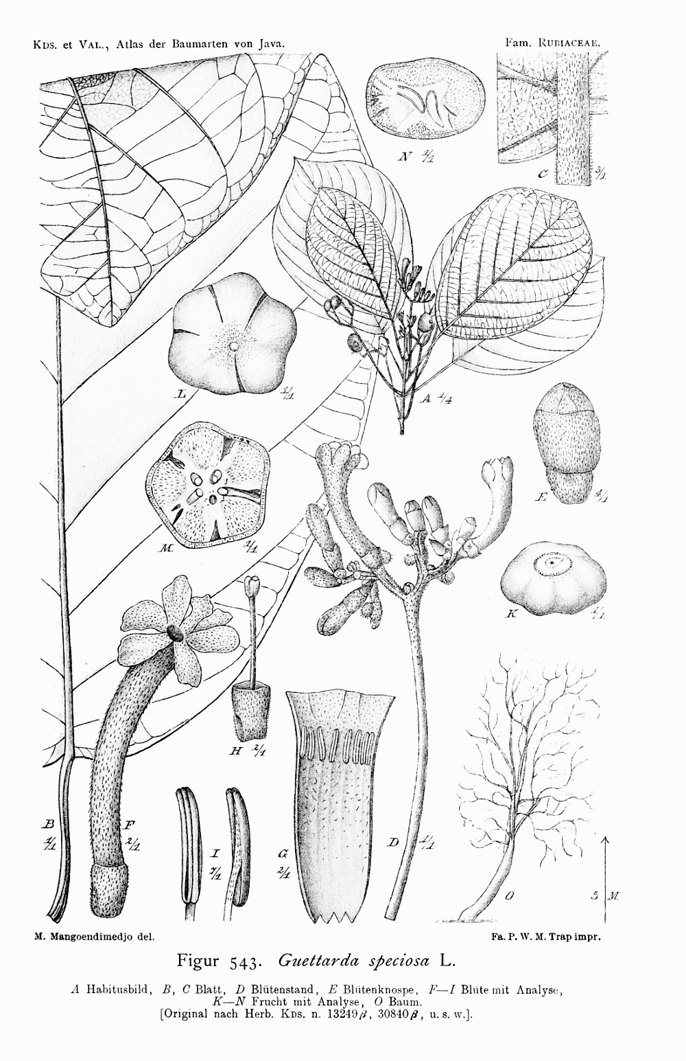 guettarda_speciosa.jpg