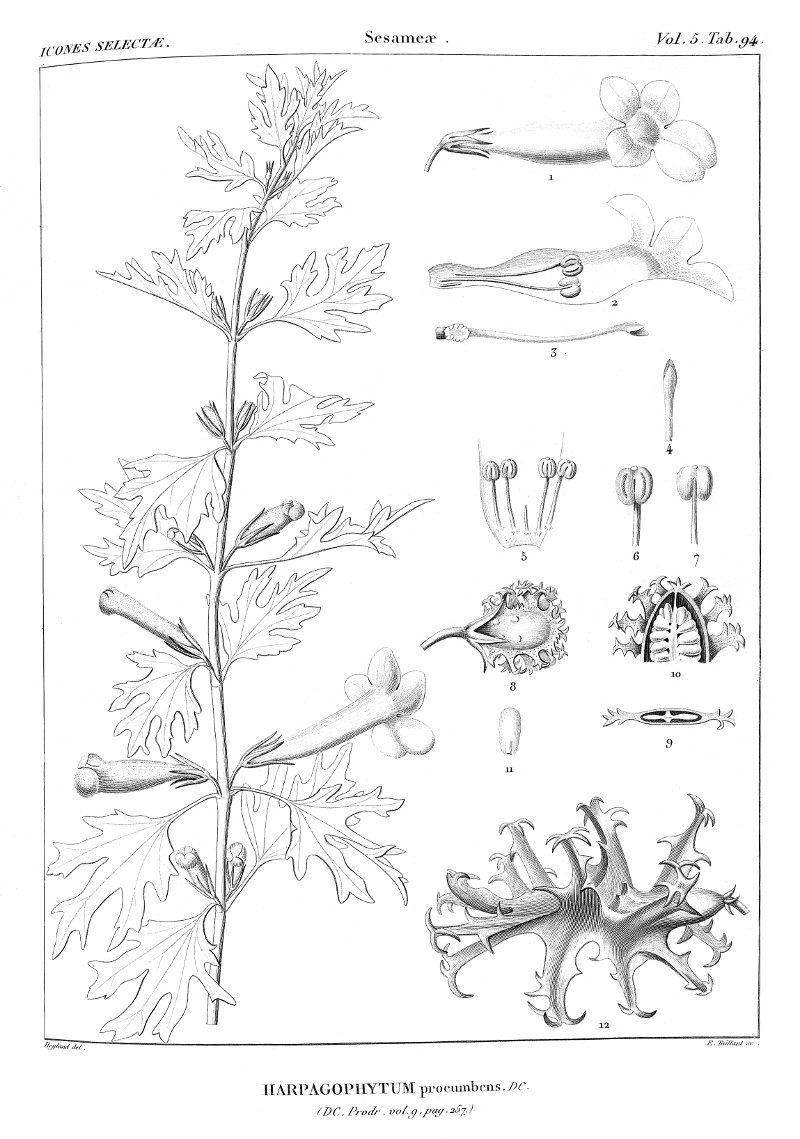 harpagophytum_procumbens.jpg