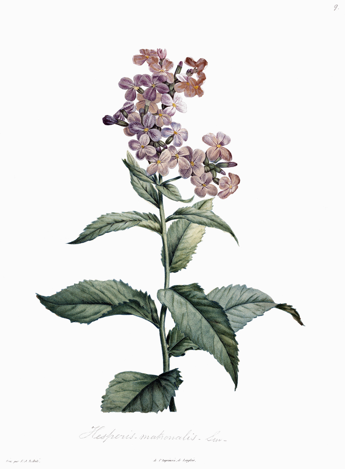 hesperis_matronalis_drw.jpg