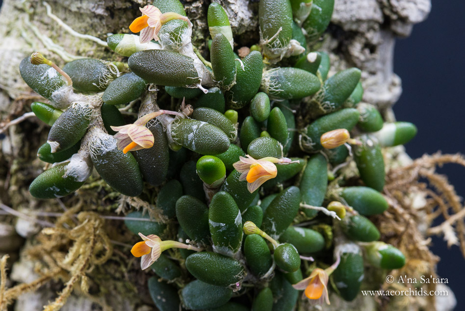 i0.wp.com_www.aeorchids.com_wp-content_uploads_2018_01_dendrobium-lichenastrum-1.jpg