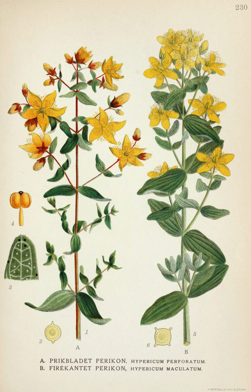 hypericum.jpg