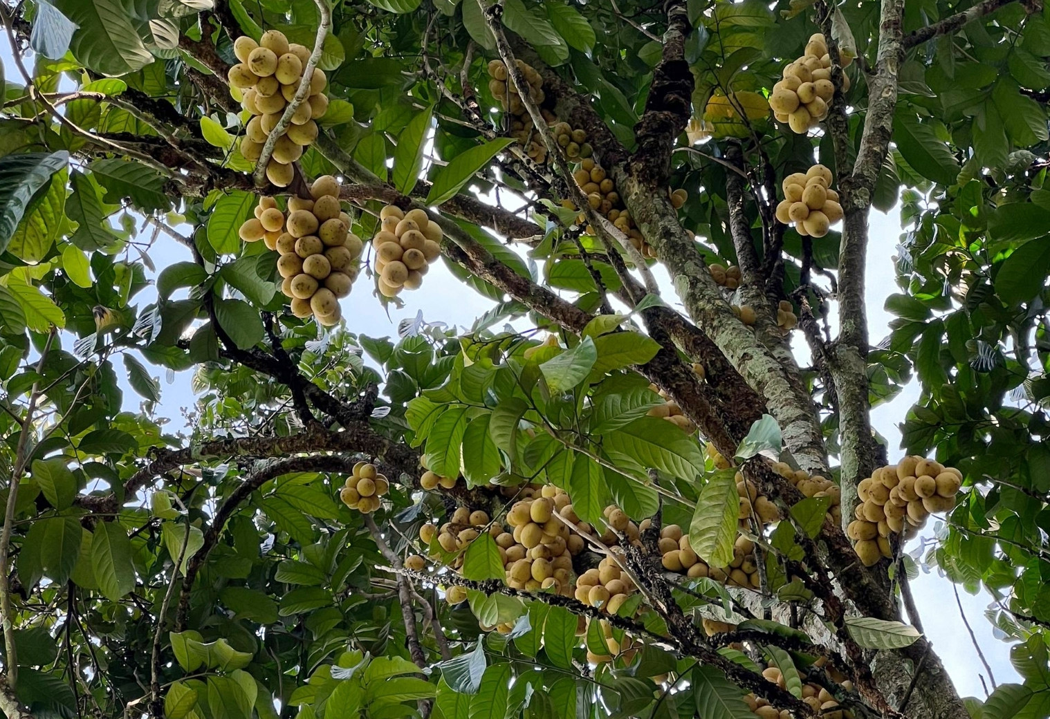 Lansium domesticum Lansium domesticum