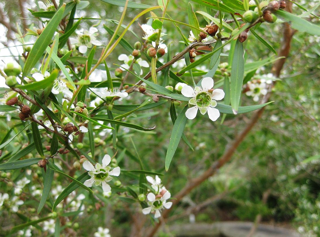 leptospermum_petersonii.jpg