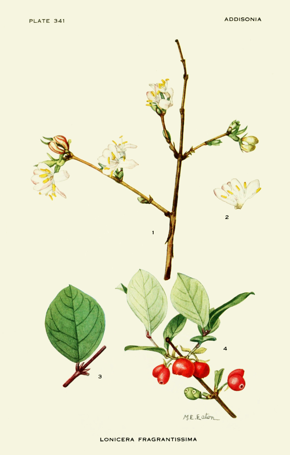 lonicera_fragrantissima.jpg